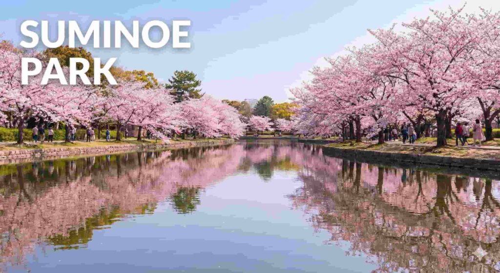 A peaceful view of Suminoe Park with a large pond reflecting the row of pink cherry blossom trees planted along the water's edge, with the text "SUMINOE PARK" in the top left.