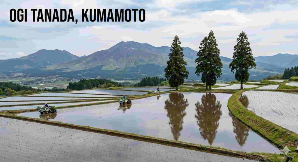 Ogi Tanada in Kumamoto Prefecture with the majestic Mount Aso in the background and three iconic cedar trees reflecting in the water-filled paddies.