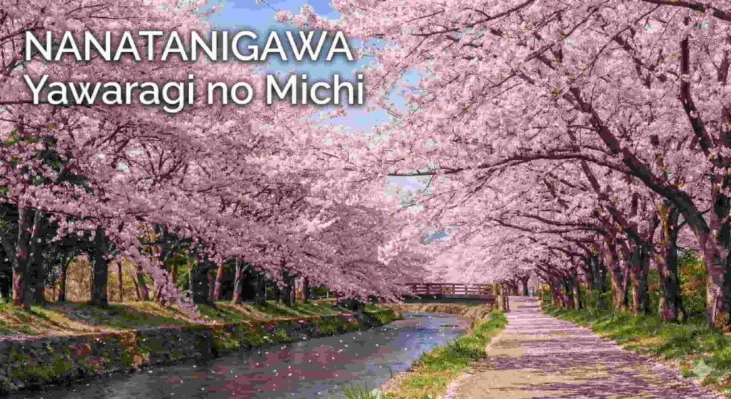 A walking path known as "Yawaragi no Michi" alongside the Nanatanigawa river, covered by a dense canopy of cherry blossoms forming a tunnel, with the text "NANATANIGAWA Yawaragi no Michi" in the top left.
