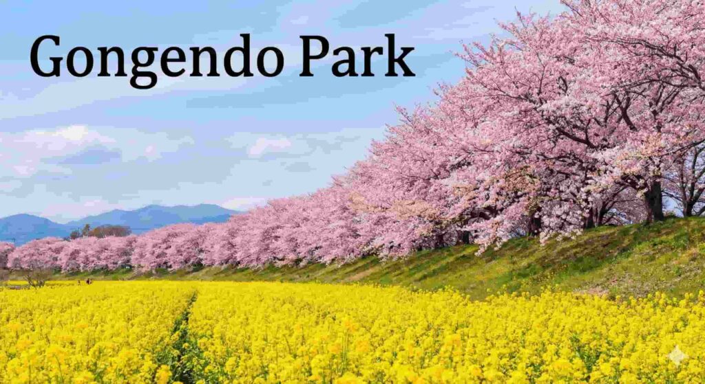 A contrast of yellow rapeseed flowers and pink cherry blossoms at Satte Gongendo.