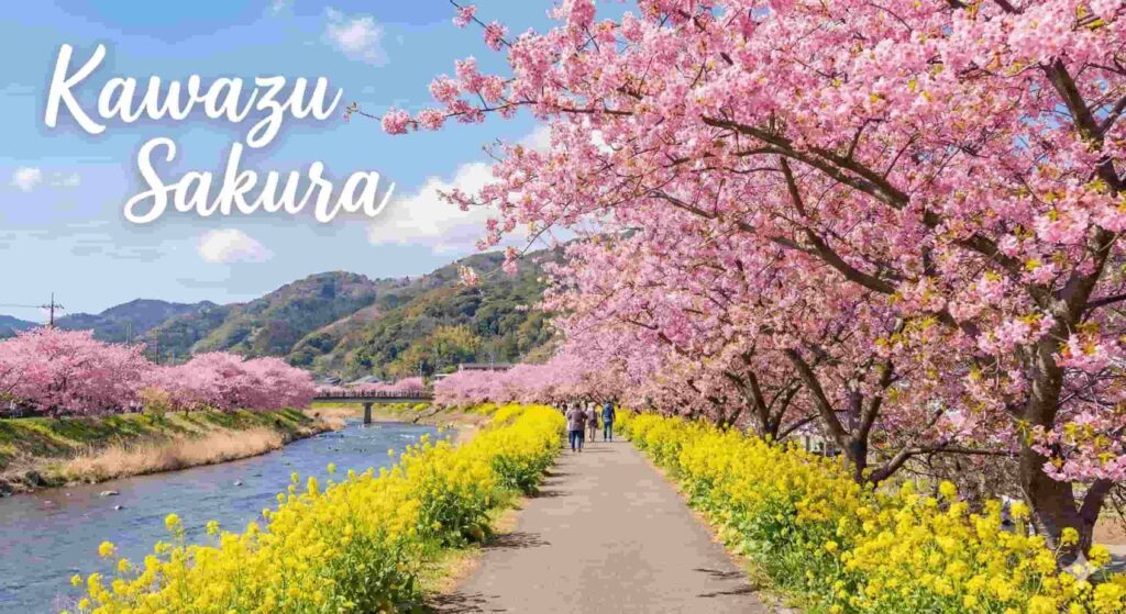 Deep pink Kawazu cherry blossoms blooming early along the riverbank.