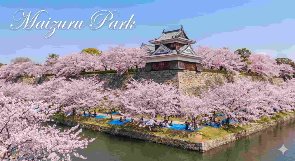 Stone ruins of Fukuoka Castle in Maizuru Park surrounded by cherry blossoms.