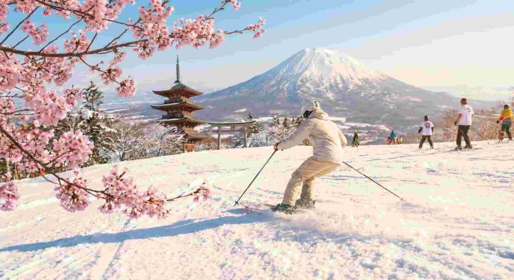 A skier carving down a sunny slope framed by pink cherry blossoms, illustrating the unique experience of Spring Skiing Japan.