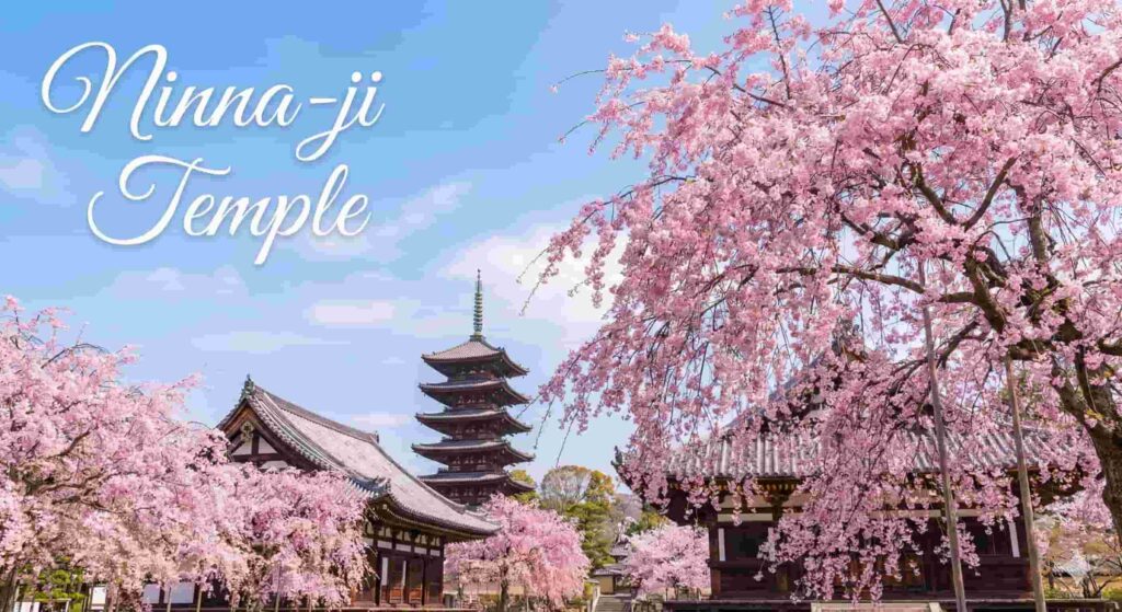 Low-growing Omuro cherry trees blooming in front of the five-storied pagoda.