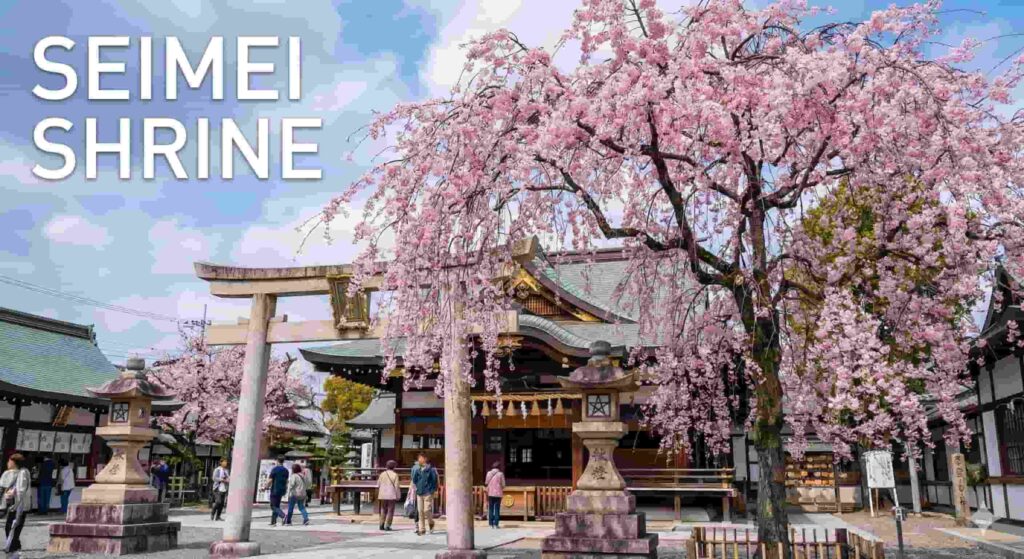 The traditional architecture of Seimei Shrine with a stone torii gate, adorned by weeping cherry blossoms hanging over the entrance, with the text "SEIMEI SHRINE" in the top left.