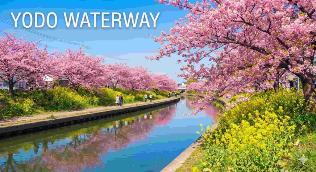 A vibrant canal scene at Yodo Waterway featuring bright pink Kawazu cherry blossoms on the banks contrasting with yellow rape blossoms (nanohana), with the text "YODO WATERWAY" in the top left.