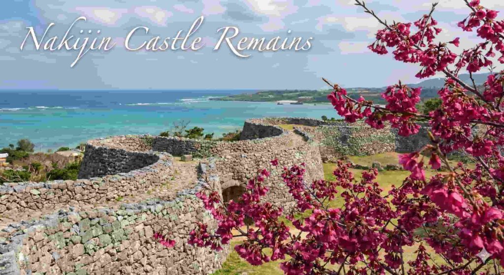 Dark pink Kanhizakura cherry blossoms blooming along the stone walls of Nakijin Castle.
