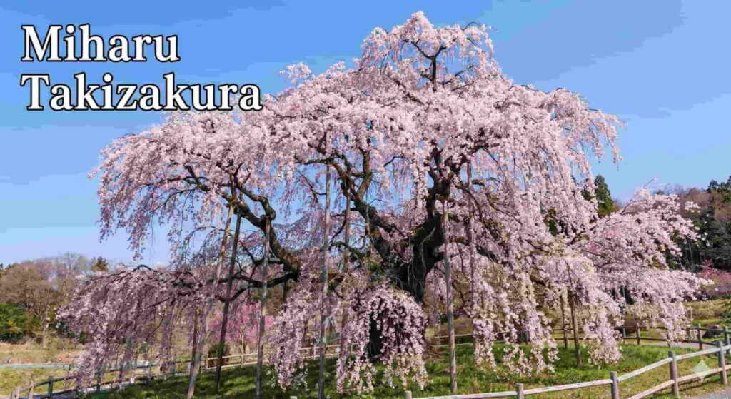 The massive ancient Miharu Takizakura weeping cherry tree in full bloom.