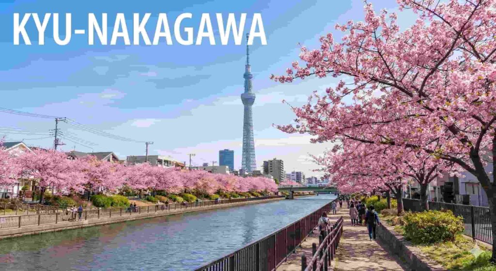 Pink Kawazu cherry blossoms blooming along the banks of the Kyu-Nakagawa River with the Tokyo Skytree towering in the blue sky background.