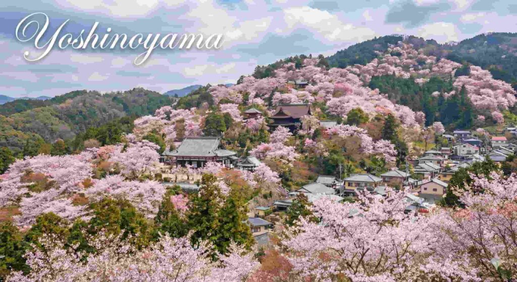A mountain covered in thousands of cherry trees of different colors and elevations.