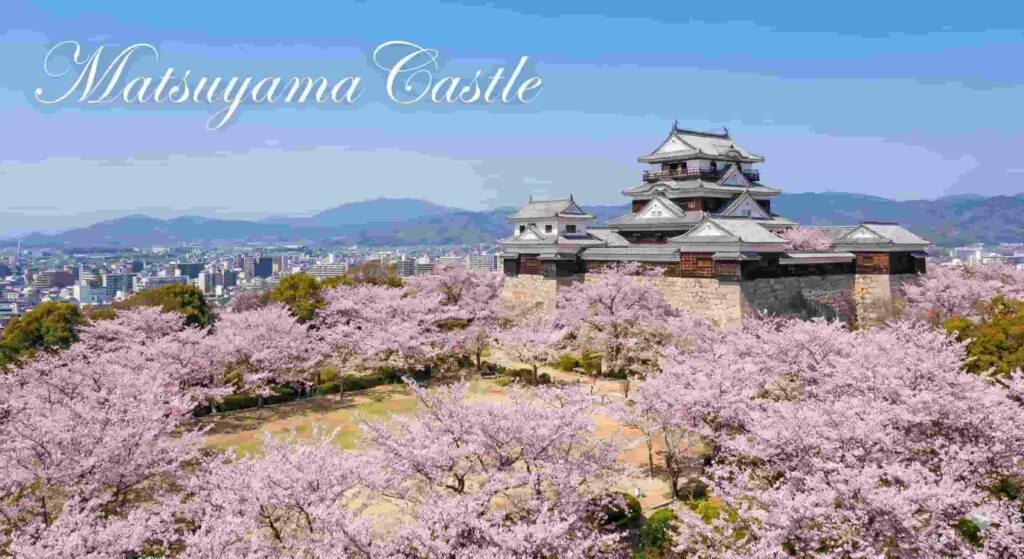 View of Matsuyama city from the castle hill framed by cherry blossoms.